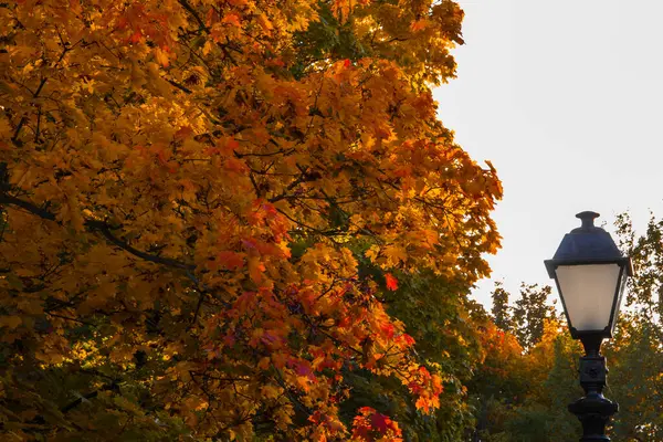 Lanterne rétro et arbres aux feuilles jaunies dans le parc — Photo