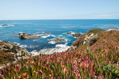 Güzel flora ve fauna Pacific Coast Highway yol 1 California, Amerika Birleşik Devletleri boyunca
