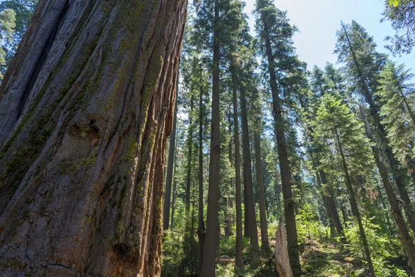 Enormes árvores Redwood no Parque Nacional do Estado de Calaveras, Califórnia, Estados Unidos — Fotografia de Stock