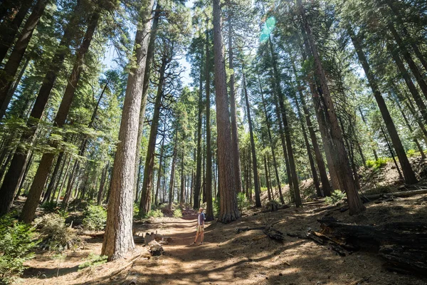 Enormes árvores Redwood no Parque Nacional do Estado de Calaveras, Califórnia, Estados Unidos — Fotografia de Stock