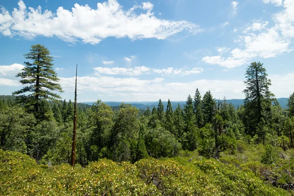 Saftig grüne Wälder im Calaveras National State Park, Kalifornien, Vereinigte Staaten — Stockfoto