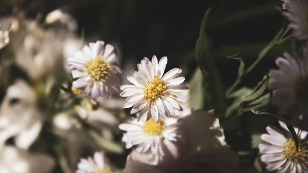 Hermosas Flores Para Regalo —  Fotos de Stock