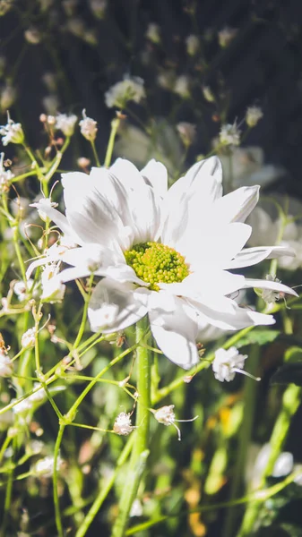 Hermosas Flores Para Regalo —  Fotos de Stock