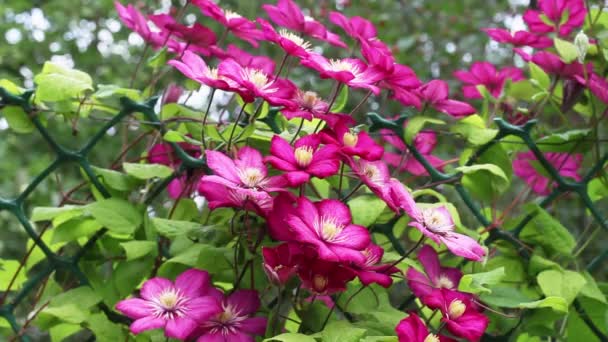 Floración de clematis rosado en el día de verano, soplado por una brisa ligera y lluvia ligera — Vídeo de stock