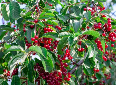 Dallarda parlak kırmızı kiraz kümeleri var. Kirazın bereketli yaz hasadı.