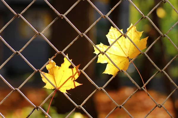 Две желтые кленовые листья, освещенные лучами света, и нити паутины на заборе на фоне осеннего парка. Женатая пара в конце их отношений Осенний фон — стоковое фото