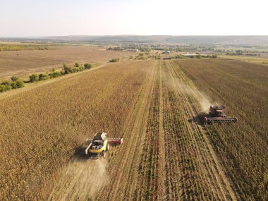 Buğday tarlasında gün batımında çalışan hasat makinesini birleştirin.