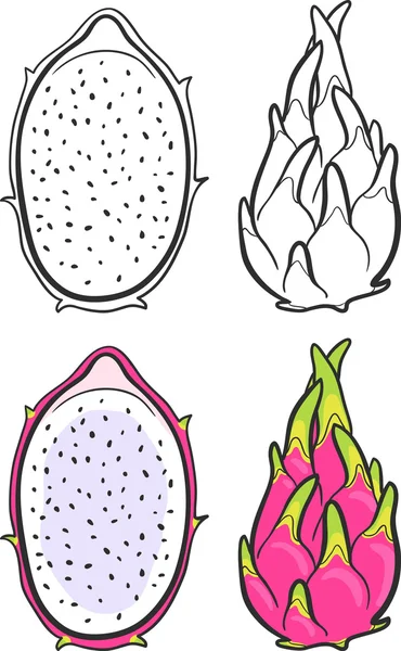 Dragon fruit. Isolated — Stock Vector