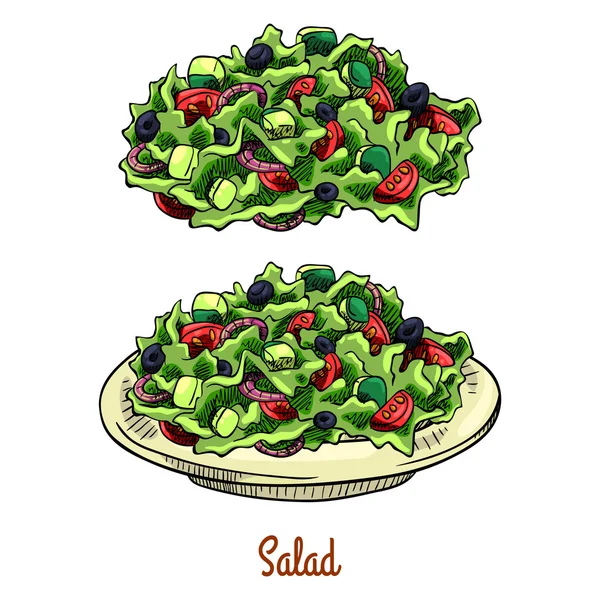 Salad. Isolated with the inscription — ストックベクタ