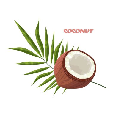 Olgun hindistan cevizi. Tropik meyve. Ormandaki fındık. Beyaz sulu hamurlu hindistan cevizi. Bir palmiye yaprağı. İzole illüstrasyon