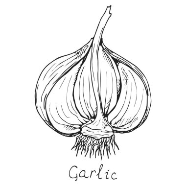 Bir baş sarımsak. Bitki. Taze kök kabuğuyla ikiye bölünmüş. Baharatlı sos. Beyaz arka planda izole edilmiş. Elle çizilmiş mürekkep çizimi.
