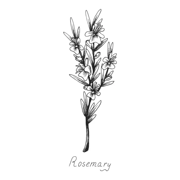 Rosemary Sprig Plants Leaves Fragrant Italian Seasoning Food Flowers Black — Stock Vector