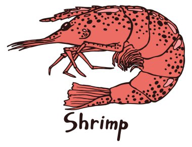 Karides. Beyaz arkaplandaki yazıyla el çizimi izole edilmiş çizim