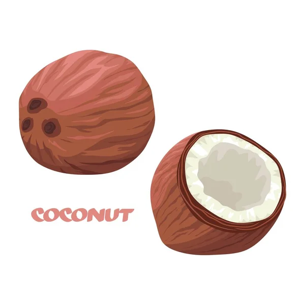 Dojrzałe Orzechy Kokosowe Tropikalny Owoc Szaleniec Dżungli Otwarty Kokos Białą — Wektor stockowy