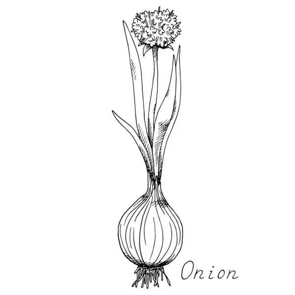 Soğan Sebze Gibi Sprigs Çiçek Açan Bitki Mürekkep Botanik Klasik — Stok Vektör