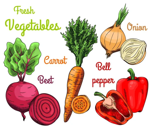Свежие Сырые Овощи Морковь Свекла Лук Перец Изолированное Множество — стоковый вектор