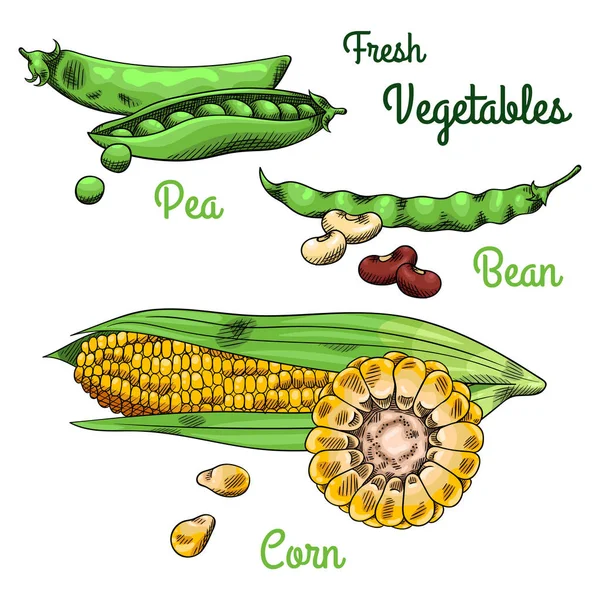 Kapsuła Zielonego Grochu Czerwono Biała Fasola Kukurydza Kolbie Liśćmi Świeże — Wektor stockowy