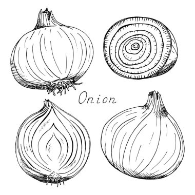 Soğan. Tam, dilimlenmiş sebze. Mürekkep botanik klasik illüstrasyon. Beyaz arkaplanda izole edilmiş bir klipsiyon ayarlandı.