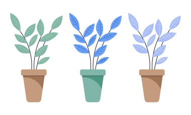 Ficus saksısında yeşil ve mavi yapraklı bir saksı. Beyaz arkaplanda izole edilmiş bir klipsiyon ayarlandı.