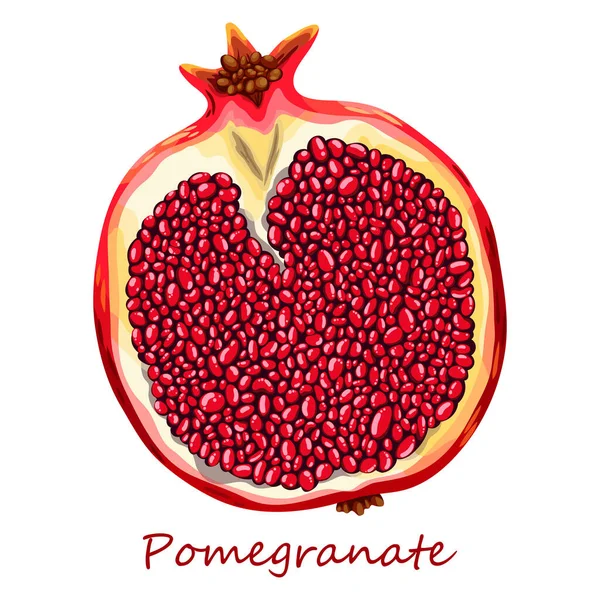 Pomegranate Beautiful Drawing Red Fruit Garden Juicy Fresh Berry Cut — Stock Vector