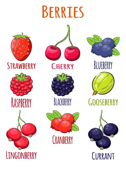 Des baies. Canneberge, myrtille, groseille à maquereau, groseille, mûre, airelle, groseille, framboise, cerise, fraise — Image vectorielle