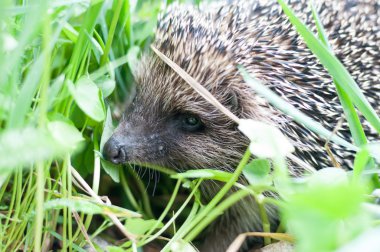 Kirpi yaban hayatı içinde