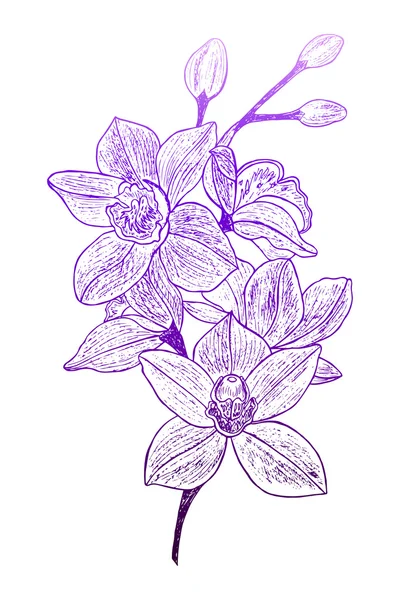 Mooie orchideebloemen. — Stockvector