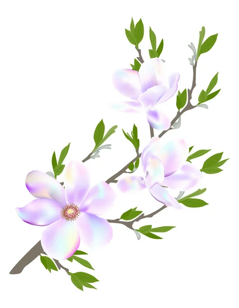 Güzel Manolya çiçek. — Stok Vektör