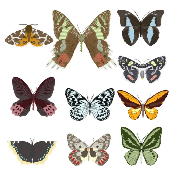 Schöne bunte Schmetterlinge. — Stockvektor