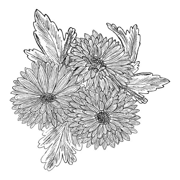 Mooie chrysant bloemen. — Stockvector