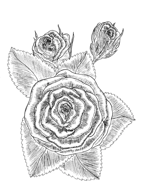 Belles fleurs roses. — Image vectorielle