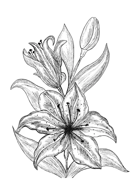 Hermosas flores Lily . — Vector de stock