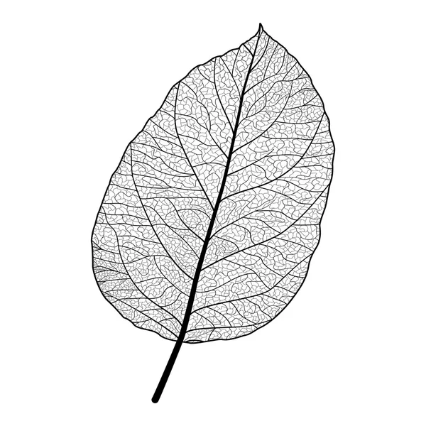 Hoja negra sobre blanco — Vector de stock