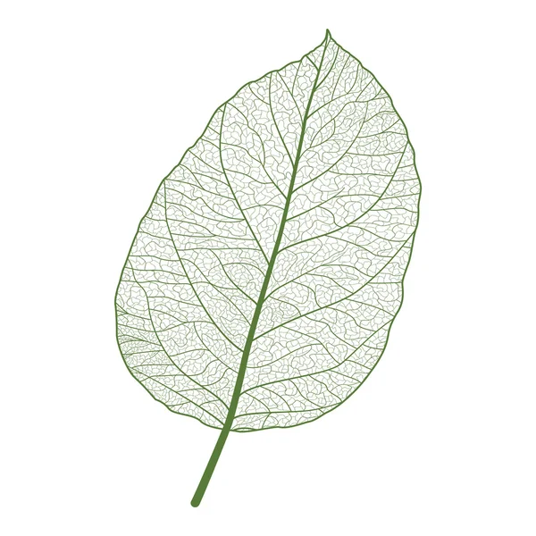 Blad groen op wit — Stockvector