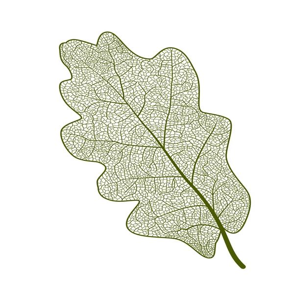 Лист зеленый на белом — стоковый вектор