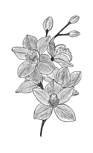 Krásné květy orchidejí. — Stockový vektor