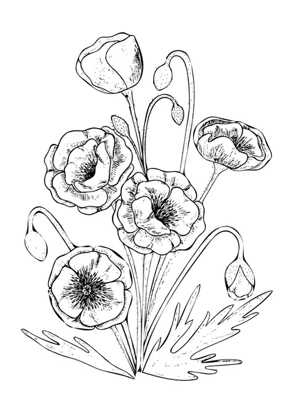 Belles fleurs de pavot . — Image vectorielle