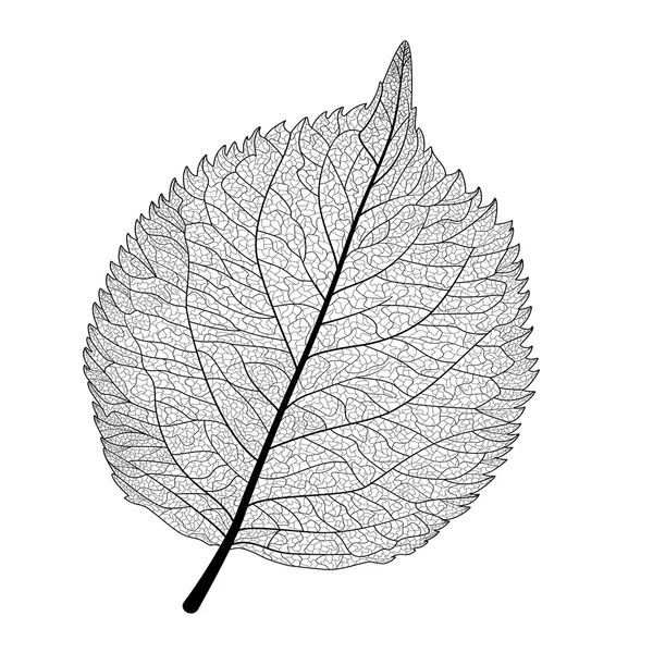 Hoja negra sobre blanco — Vector de stock