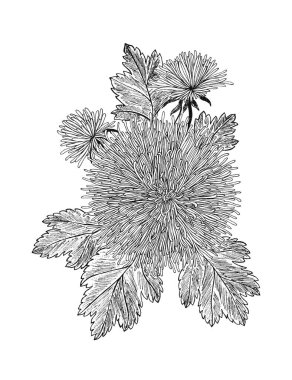 Bir buket çiçeğin vektör çizimi