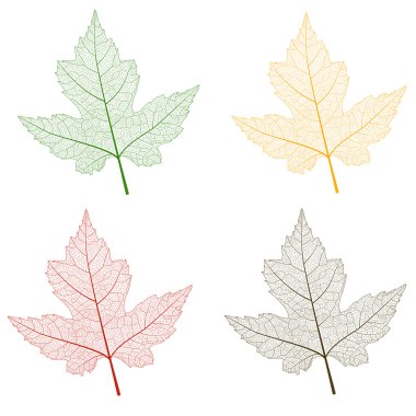 Leaf color  maple isolated . clipart