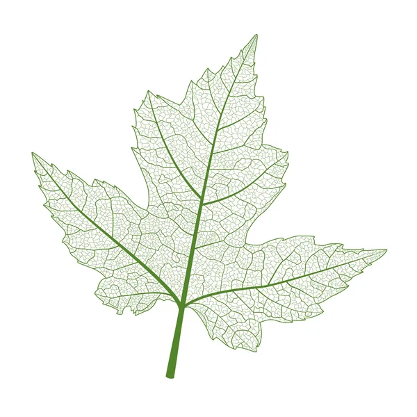 Leaf maple geïsoleerd. — Stockvector