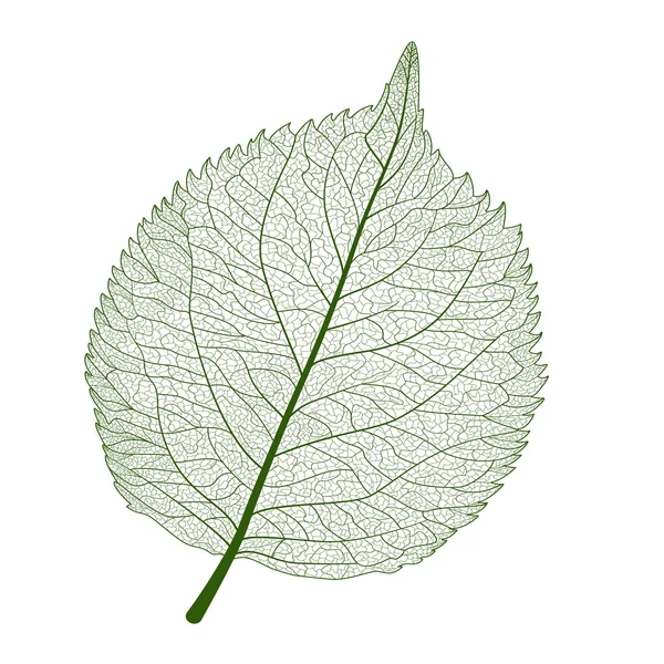 Hoja verde aislada — Vector de stock