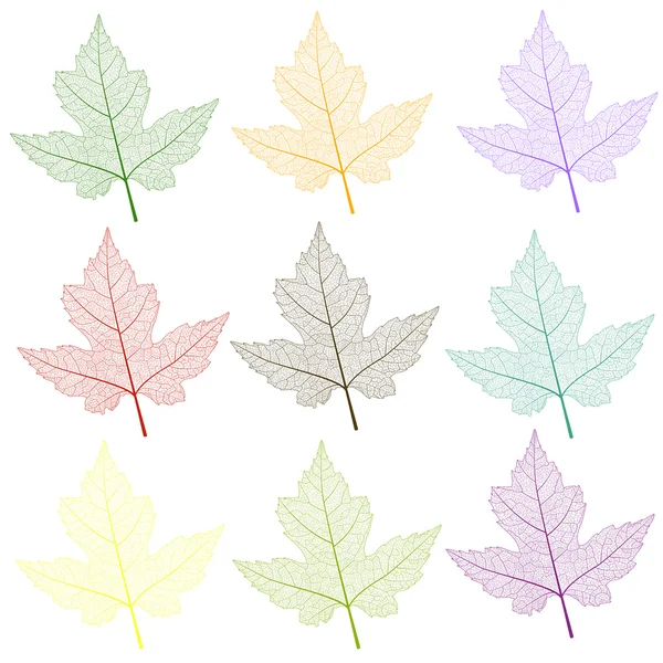 Hoja de arce de color aislado  . — Vector de stock