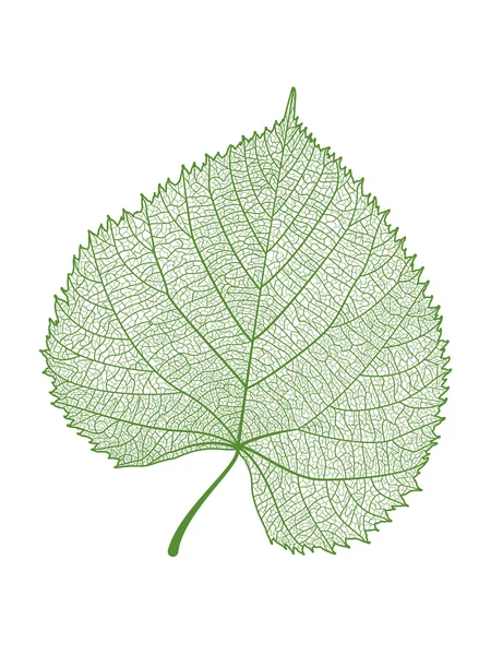 Leaf-zöld, elszigetelt. — Stock Vector