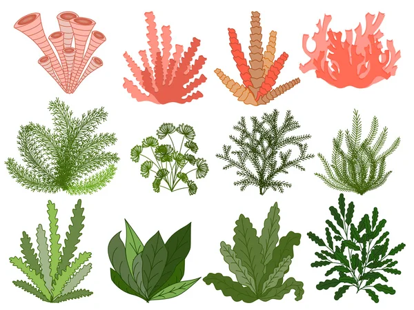 Collection of marine plants, leaves and seaweed ,coral. set hand drawn mari...