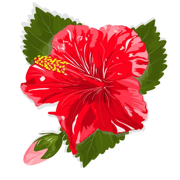 Hermosas flores de hibisco . — Archivo Imágenes Vectoriales