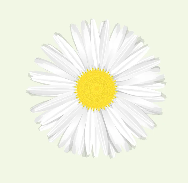 아름 다운 카모마일 꽃. — 스톡 벡터