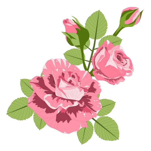 Background with roses — Stock Vector