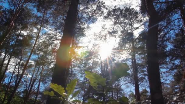 Die Sonne durch die Bäume im Wald — Stockvideo