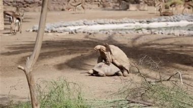 iki aşk yapmak kaplumbağaları
